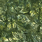 X2650-365-Tavarua <!DATE>
