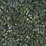 Y2677-170-Meadow <!DATE>