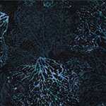 Y2689-703-Deep-Teal <!DATE>