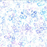 Y2668-120-Hyacinth <!DATE>