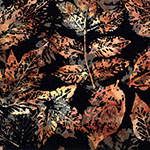 X2650-342-Woody <!DATE>