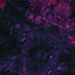 1384-99-Cranberry <!DATE>