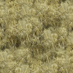 Y5957-84-Wheat <!DATE>