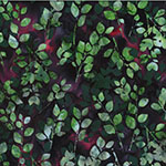 W2585-129-Mistletoe <!DATE>