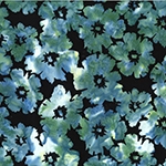 W2563-484-Seaside <!DATE>