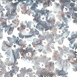 W2563-542-Dove <!DATE>