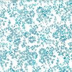 W2592-41-Aqua <!DATE>