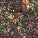 X2617-161-Christmas <!DATE>