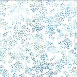X2619-708-Baby Blue <!DATE>