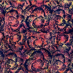 X2633-89-Persimmon <!DATE>