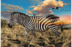 R4611-163-Zebra <!DATE>