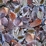 S4711-113-Frost <!DATE>