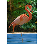 V5335-264-Flamingo <!DATE>